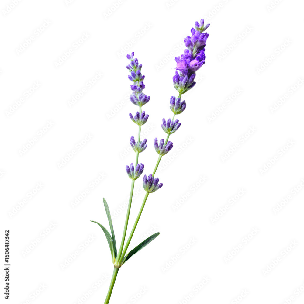 Fototapeta premium Lavender Sprig Minimalist Style isolated on transparent background