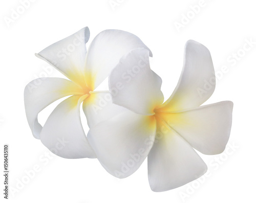 Plumeria or Frangipani or Temple tree flower. Close up yellow-pink plumeria flowers bouquet isolated on transparent background. Top view exotic flower bunch	