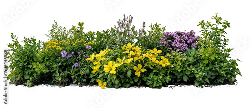 Isolated landscape design element featuring vibrant flowering shrubs and bushes with purple and yellow blooms arranged in natural garden border formation