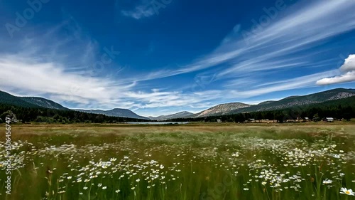 Sunny field of daisies meets forest & mountains under a bright blue sky with wispy clouds on a bright day in a nature landscape