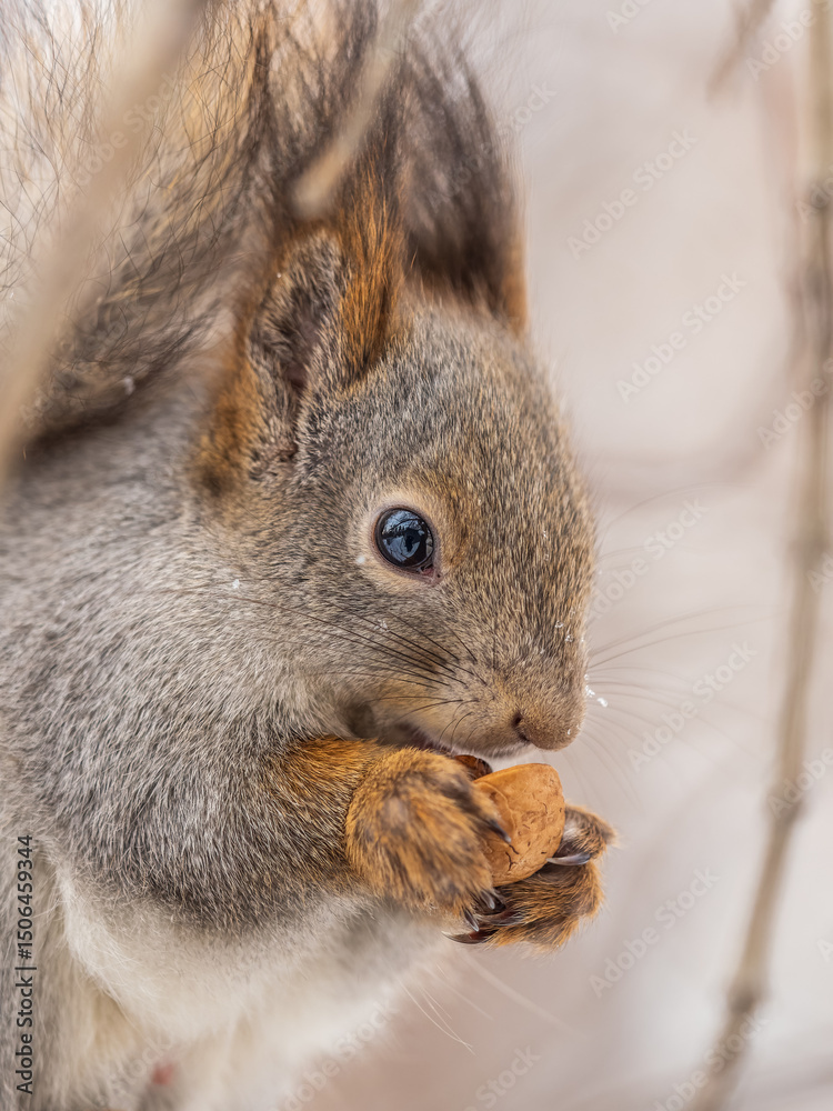 Fototapeta premium The squirrel with nut sits on tree in the winter or late autumn