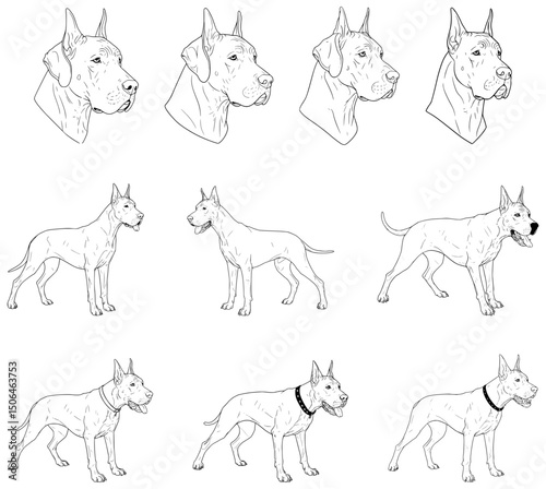 Vector Great Dane dog outline sketches 