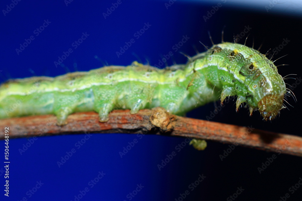 caterpillar insects closeup macro photography caterpillar insects closeup macro photography