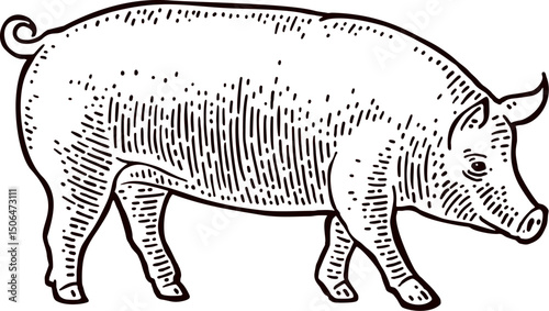 Vector illustration of a pig. Sketch pig. Hand-drawn vector illustration