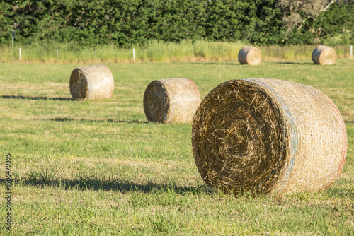 Round hay bales sitting in a green paddock photo