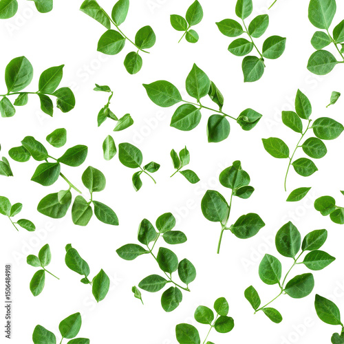 Moringa leaves scattered on a transparent Transparent background showcasing their vibrant color and unique shapes, Moringa leaves on transparnt PNG background