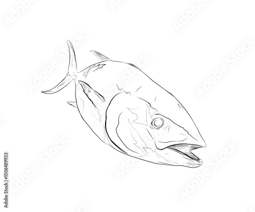  illustration of a sketch of a tuna fish on a white background