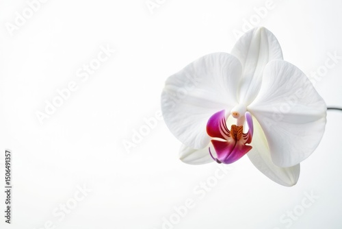 Delicate white orchid blossom against pure white backdrop, botanical, plant