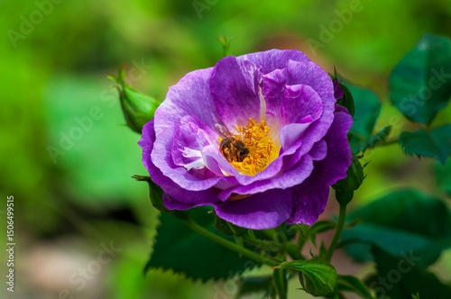A honeybee gathers pollen from a stunning purple rose, its petals soft and full of life, bathed in sunlight.