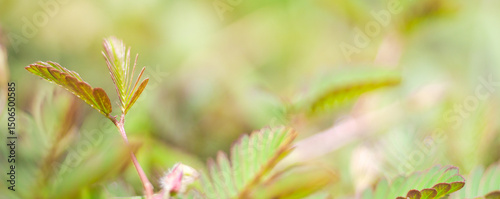 Beautiful details of nature,Mimosa leaves in a garden in summer,cover page ,copy space,environment ecology