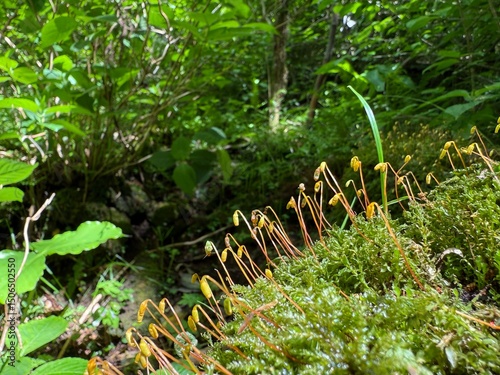 фотографія Macro Close-Up of Moss Sporophytes Growing on a Moist Forest Floor