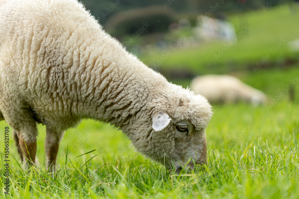 Obraz premium sheep on grass