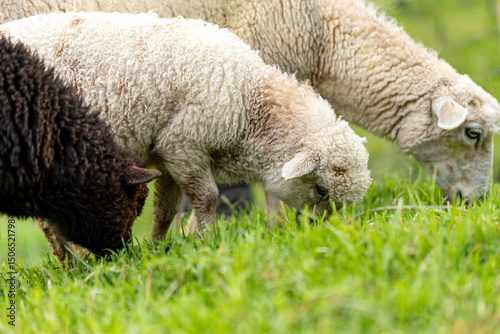 sheep and lambs