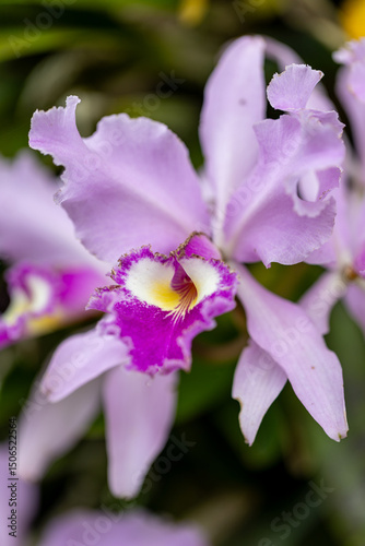 close up of a pink flower