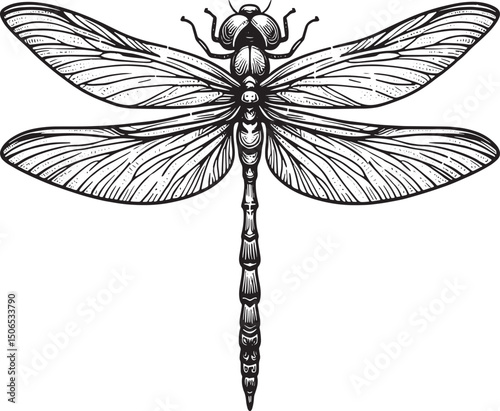 dragon fly line art illustration premium quality