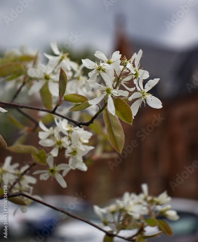 Branch with white small flowers. Blossoming branch of a fruit tree in the spring season. Branch with flowers on a blurred background. Spring, tree, May.