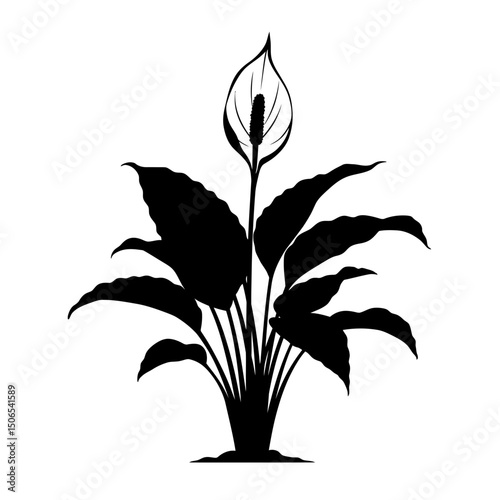 Peace Lily Plant Silhouette Broad Curved Leaves Minimalist Home Decor Wellness Concept