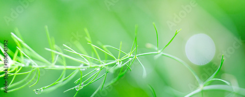 Beautiful details of nature,water drop. Natural green leaves,cover page ,copy space,green leaf in garden,environment ecology