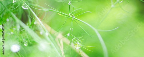 Beautiful details of nature,water drop. Natural green leaves,cover page ,copy space,green leaf in garden,environment ecology