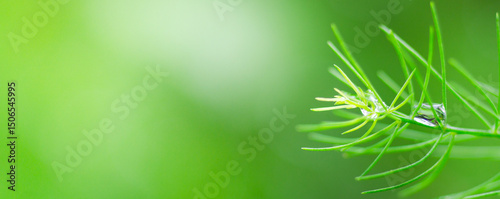 Beautiful details of nature,water drop. Natural green leaves,cover page ,copy space,green leaf in garden,environment ecology