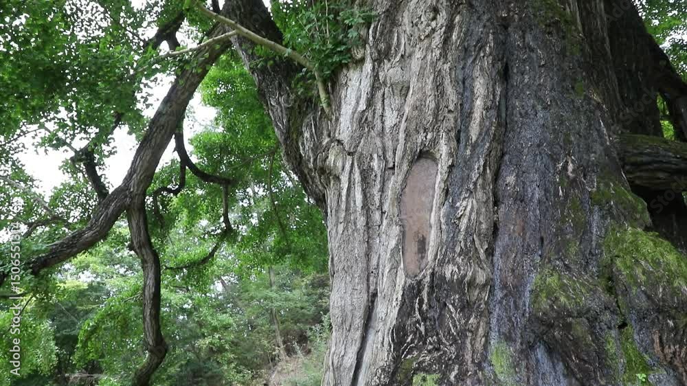 tree in the forest, tree in the woods tree in the forest, tree in the woods