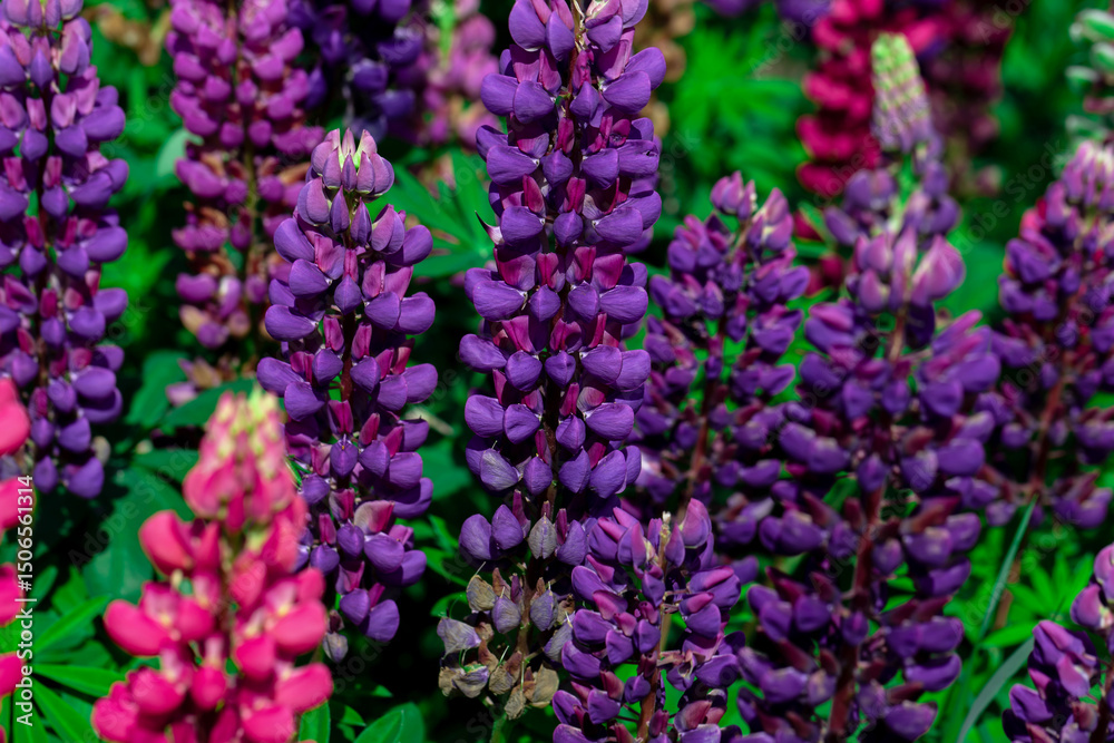 Obraz premium Close-Up of Vibrant Purple Lupine Flowers in a Green Garden Setting