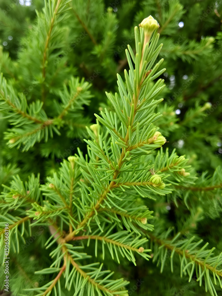 Fototapeta premium Thuja occidentalis close-up. Green thuja tree branches, background.