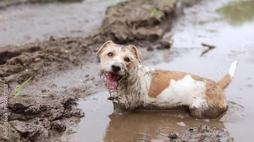 A dirty dog stands in a puddle. Jack Russell plays in the mud in a rut from car wheels. A wet Pet in the park. Midges and mosquitoes fly over a terrier. Cloudy weather