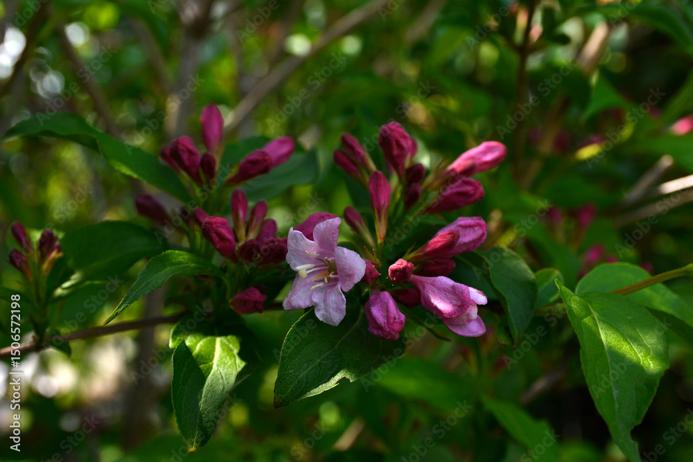 Fototapeta premium Flowers of beautiful pink weigela