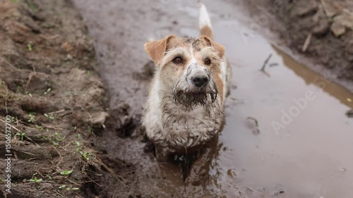 A dirty dog stands in a puddle. Jack Russell plays in the mud in a rut from car wheels. A wet Pet in the park. Midges and mosquitoes fly over a terrier. Cloudy weather