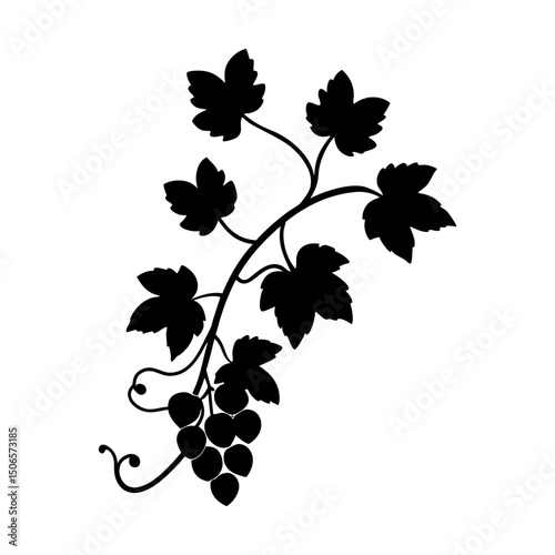 Silhouette of a grape vine with leaves and a bunch of grapes hanging