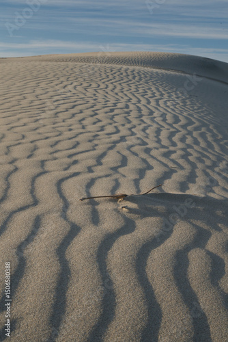 Fototapeta Naklejka Na Ścianę i Meble -  Sand dune near Florence, Oregon