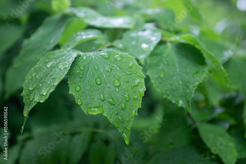 leaf. rain, morning, grass, 