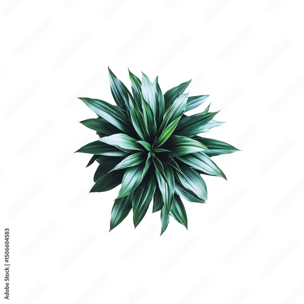 Aerial View of Lush Green Dracaena Plant Aerial View of Lush Green Dracaena Plant
