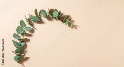 Flat lay of fresh eucalyptus leaves