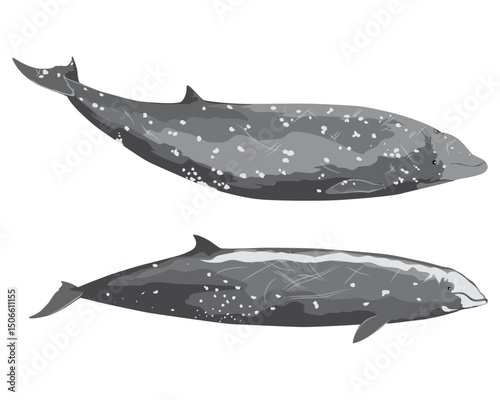 CUVIER'S BEAKED WHALE (ziphius cavirostris). Marine mammal illustration collection (vector illustration)