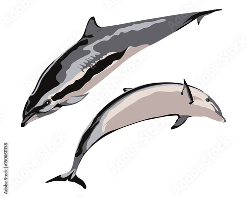 FRASER'S DOLPHIN (Lagenodelphis hosei). Marine mammal illustration collection (vector illustration)