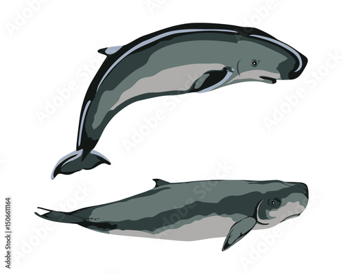 PYGMY SPERM WHALE (Kogia breviceps). Marine mammal illustration collection (vector illustration)