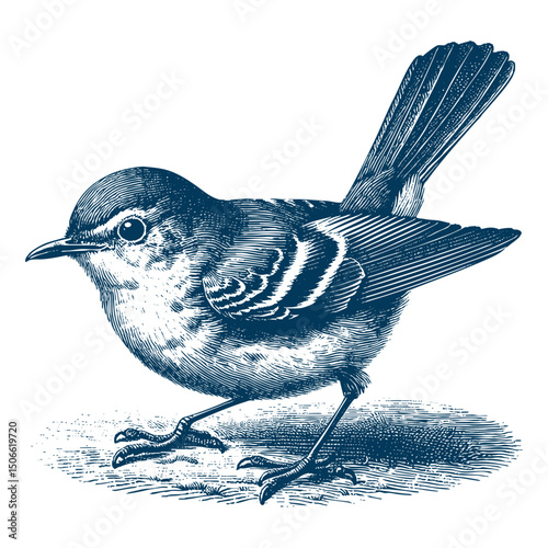 Acadian Flycatcher bird vector