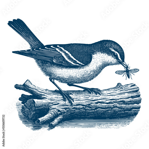 Acadian Flycatcher bird vector