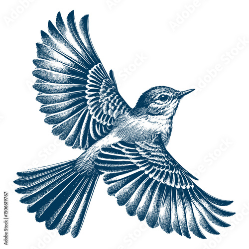 Acadian Flycatcher bird vector