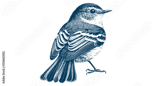 Acadian Flycatcher bird vector