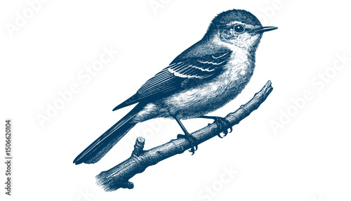 Acadian Flycatcher bird vector