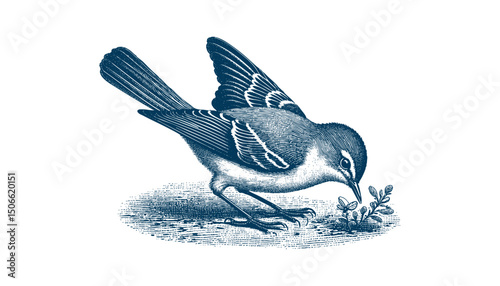 Acadian Flycatcher bird vector