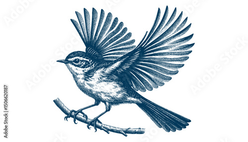 Acadian Flycatcher bird vector