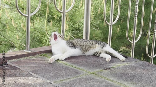 A cat lying comfortably and enjoying its leisure time