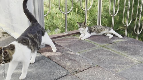 A cat lying comfortably and enjoying its leisure time