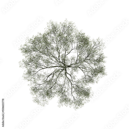 Aerial View of a Deciduous Tree Canopy in Spring