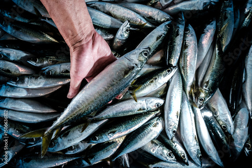 Saba mackerel at Japanese fish market photo