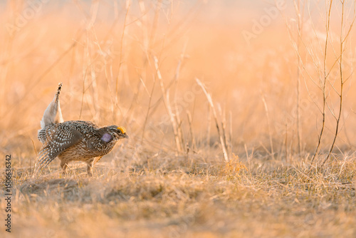 Sharp-tailed grouse looking at bird blind from lek photo